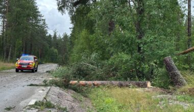 Träd ställde till det i trafiken – Falu-Kuriren