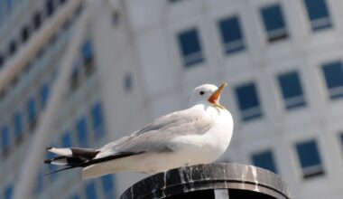 Fågelinfluensa hos vild fågel i Malmö