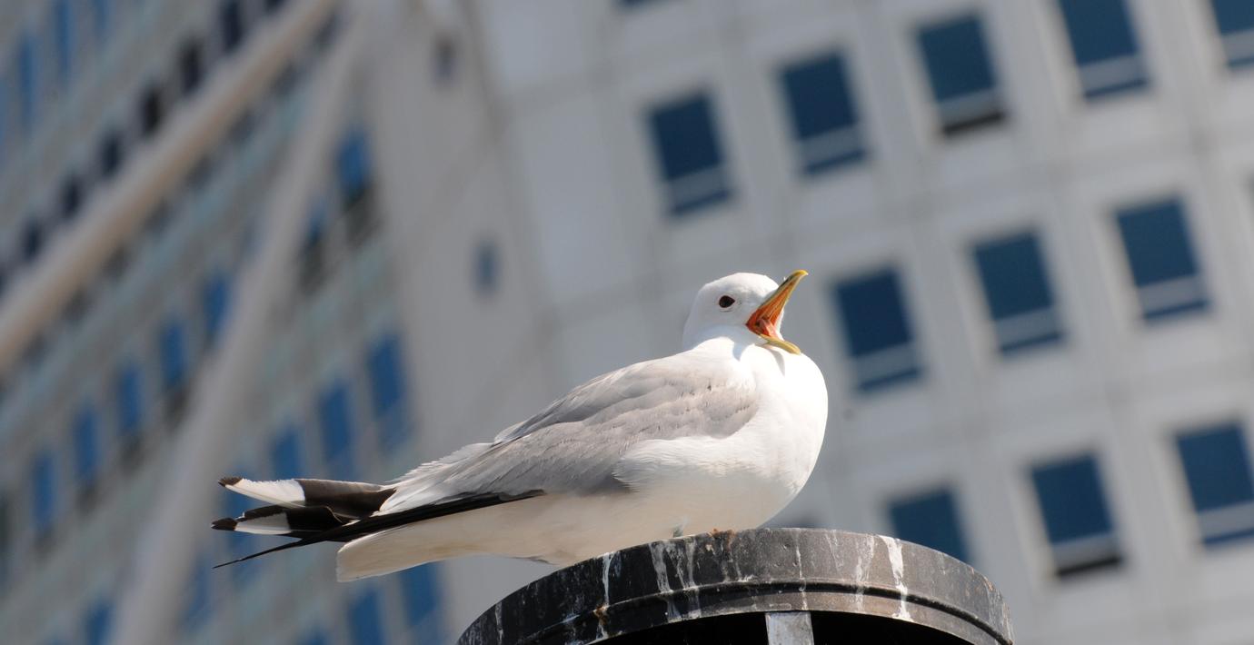 Fågelinfluensa hos vild fågel i Malmö