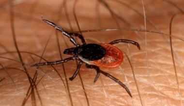 Kompetens kring vektorburna infektioner samlas i ett expertcentrum på Akademiska