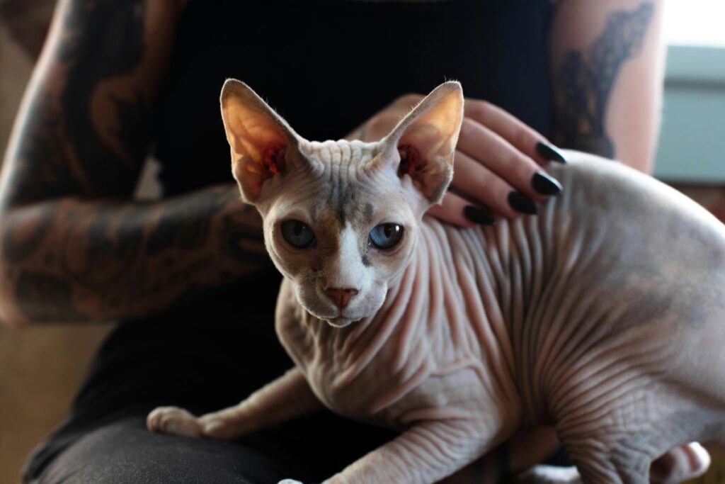 Sphynx katt
