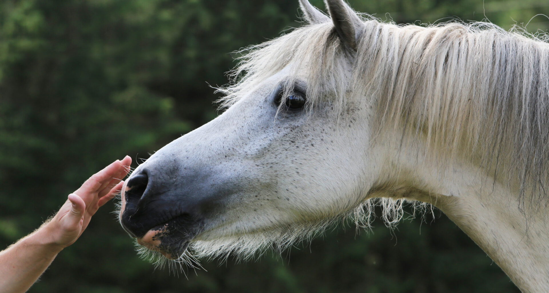 Här är vanligaste cancerformerna på häst