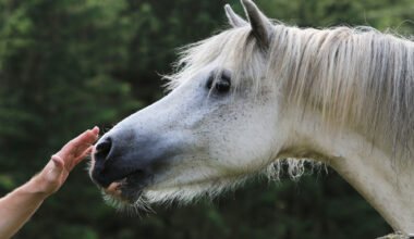 Här är vanligaste cancerformerna på häst