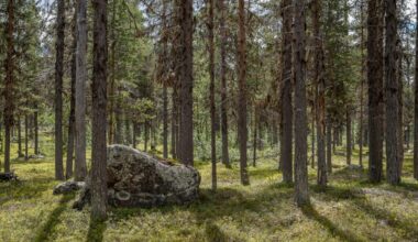 WWF om klimatmålen: Bra med enighet, men otillräcklig ambition