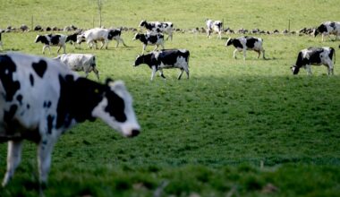 Arla sänker mjölkpriset till bönderna igen