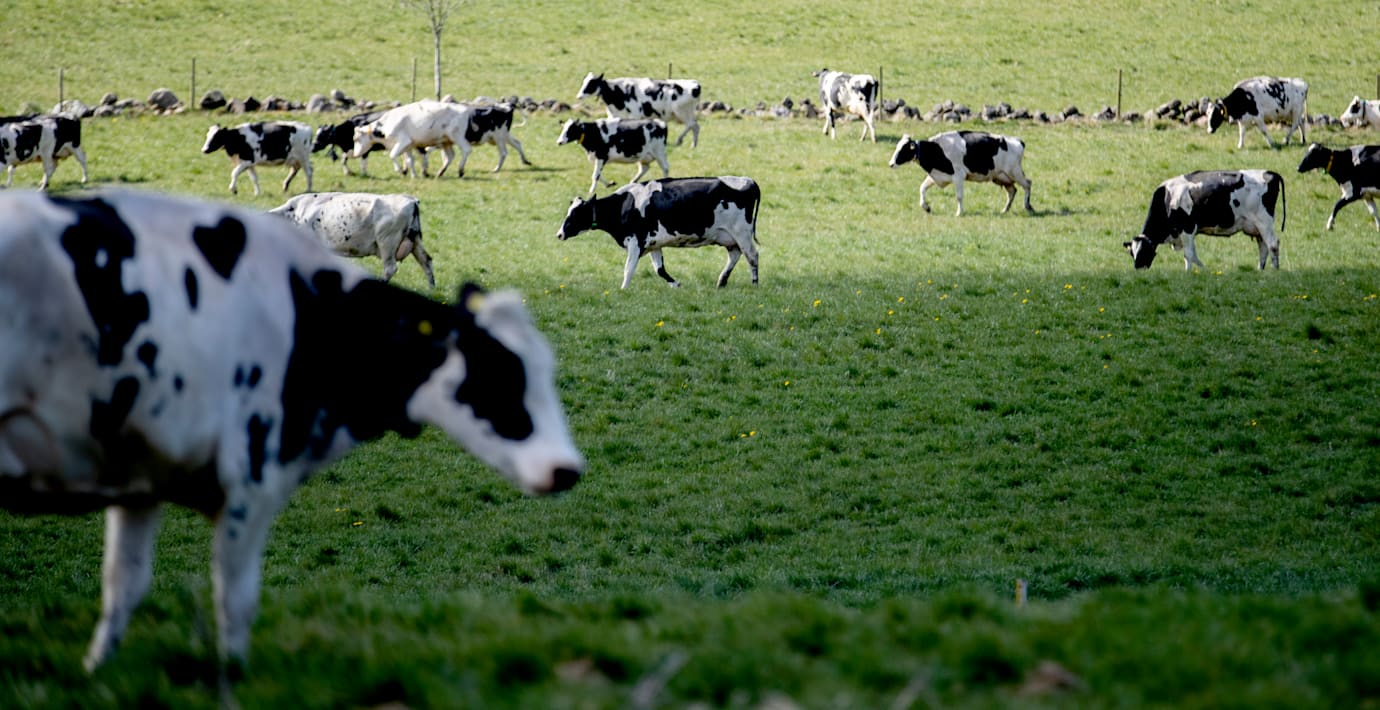Arla sänker mjölkpriset till bönderna igen