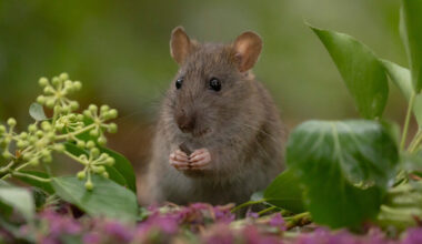 Ny trojan lyckas undvika säkerhetsprodukter