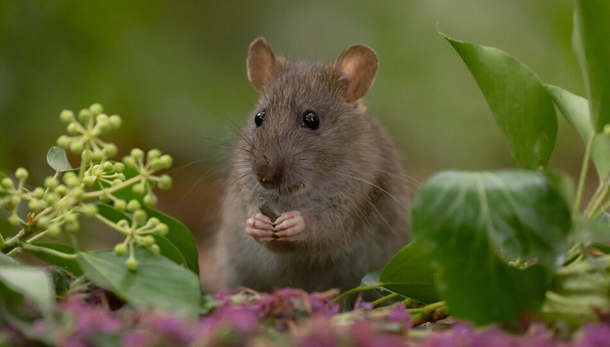 Ny trojan lyckas undvika säkerhetsprodukter