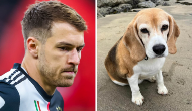 Aaron Ramsey uppges få sparken – på grund av sin hund | Fotboll