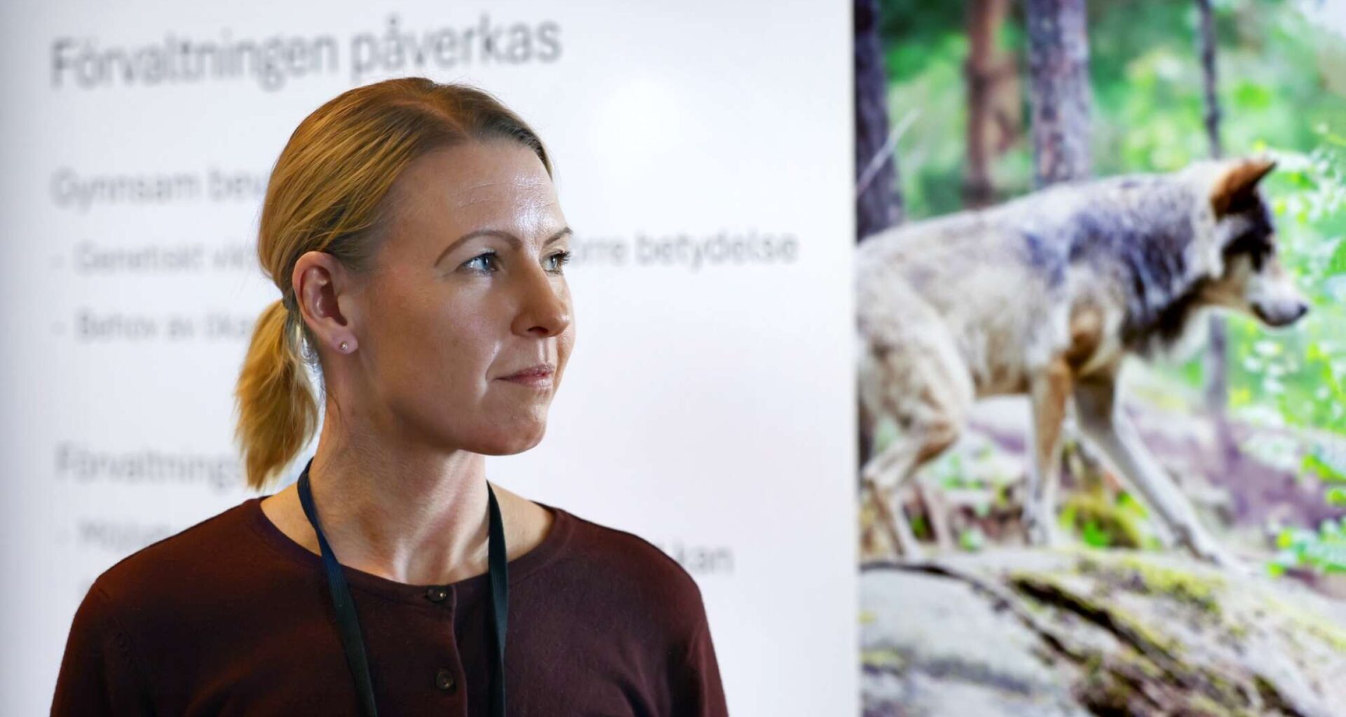 Beslutet: Ingen licensjakt på varg i Värmland: ”Oroade över minskningen” - NWT
