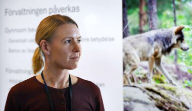 Beslutet: Ingen licensjakt på varg i Värmland: ”Oroade över minskningen” - NWT