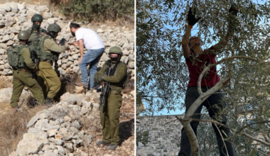 Israeliska bosättare och soldater stoppare palestinska olivplockare på Västbanken