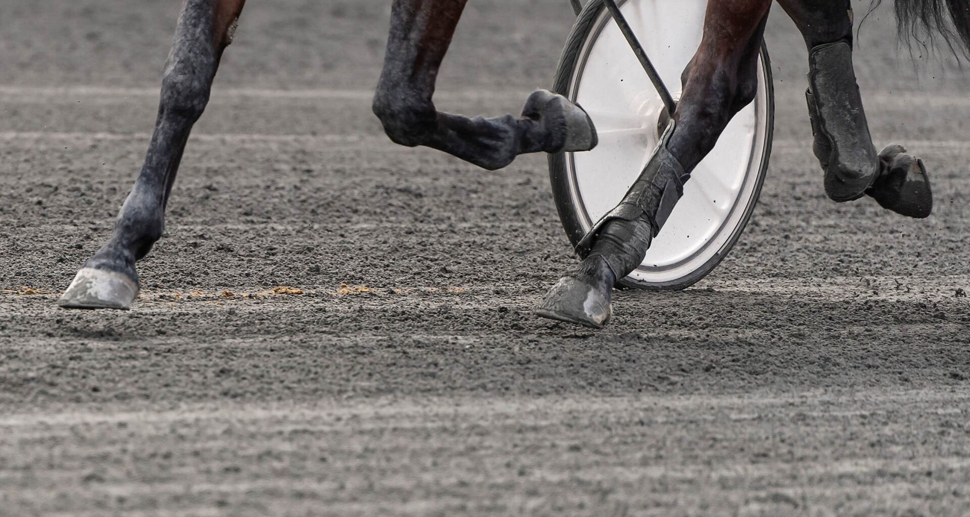 Stängs av i sex månader | Trav