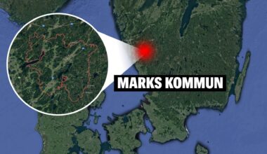 Alpackor i Marks kommun dödades inte av varg