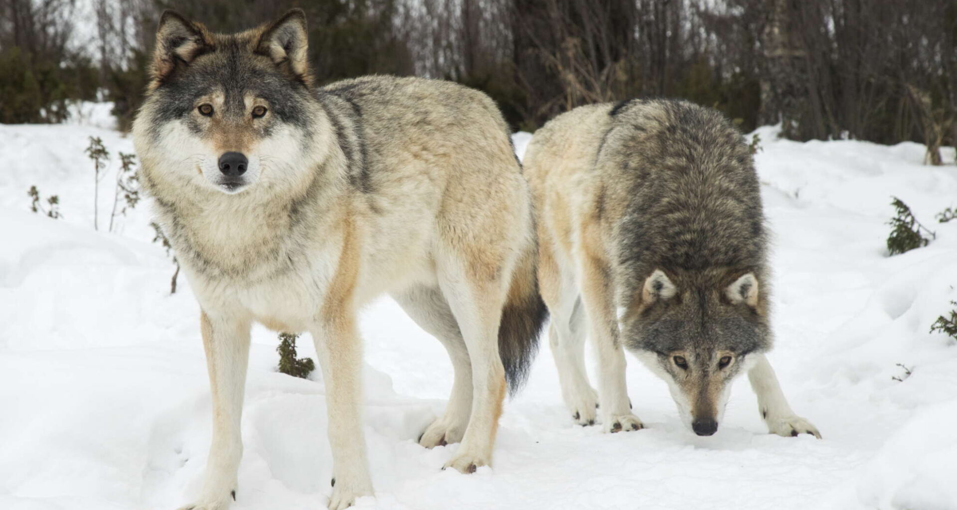 EU ger Sverige bakläxa om vargen – och förening vill sätta stopp för licensjakten