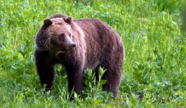 Grizzlybjörn på fri fot efter attack i British Columbia