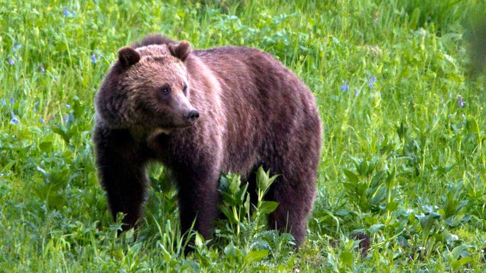 Grizzlybjörn på fri fot efter attack i British Columbia