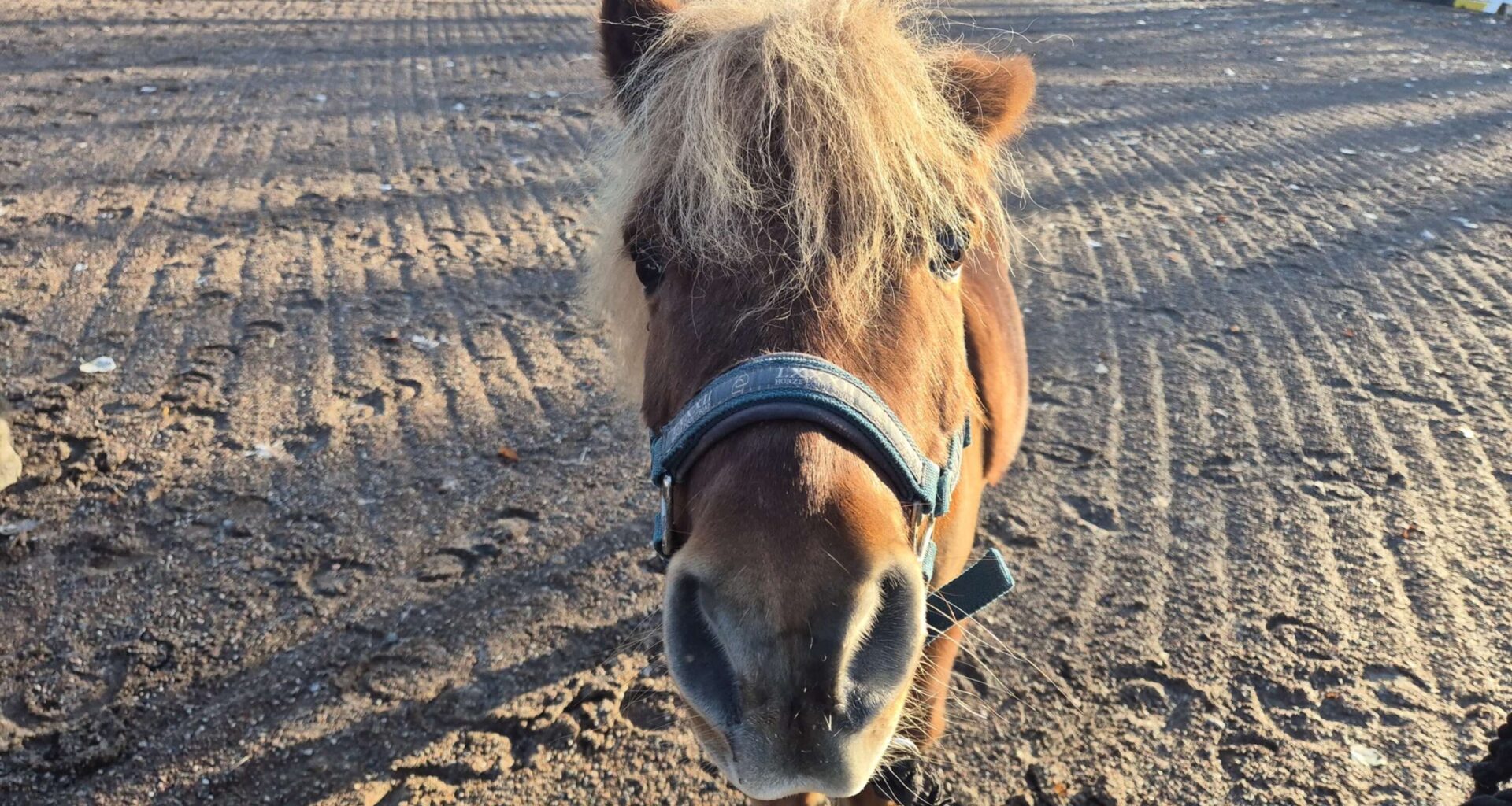Efter 23 år på ridskolan – ponnyn Bruno nominerad till pris