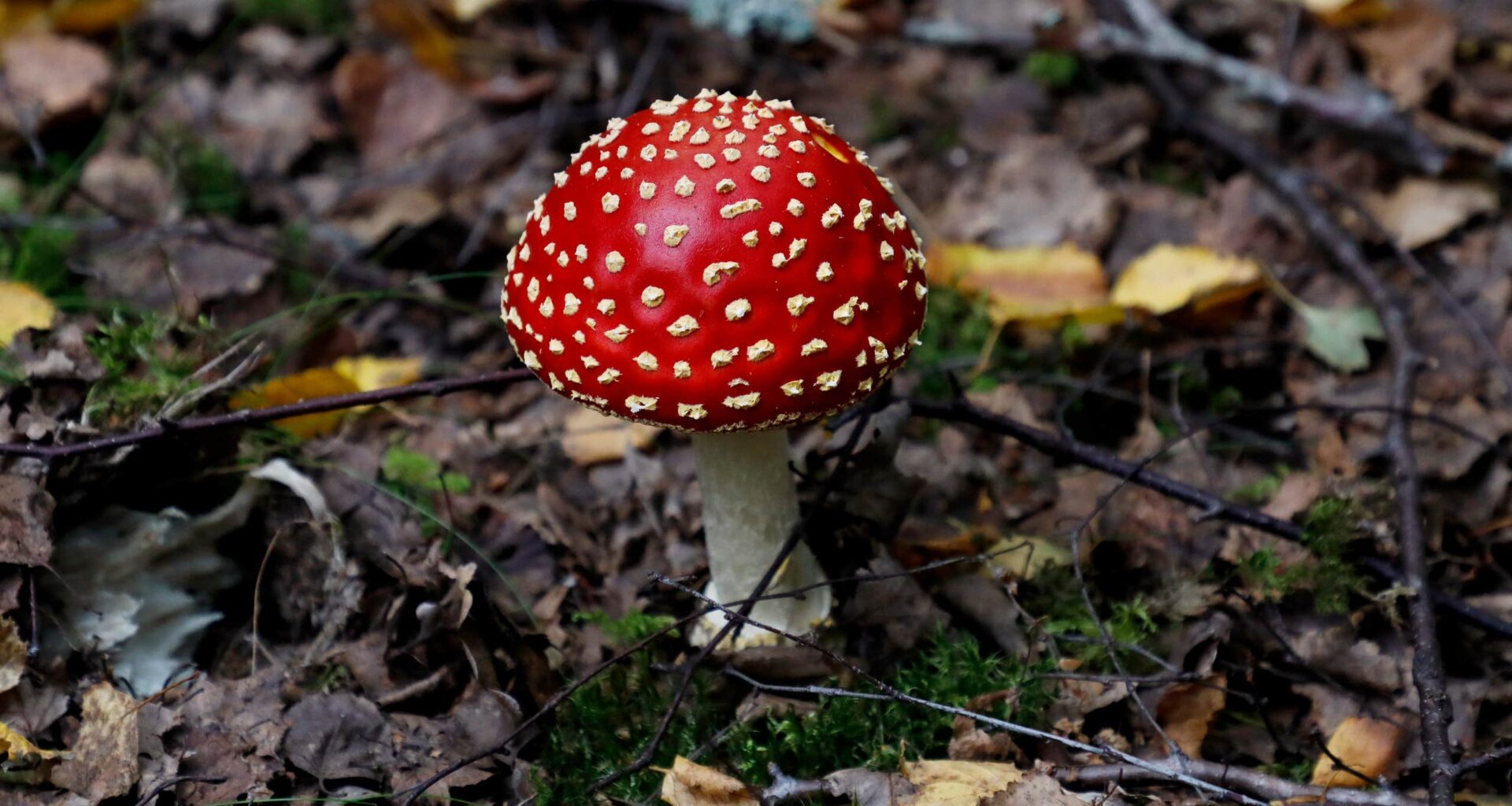 Regeringen vill narkotikaklassa röd flugsvamp