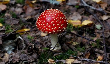 Regeringen vill narkotikaklassa röd flugsvamp