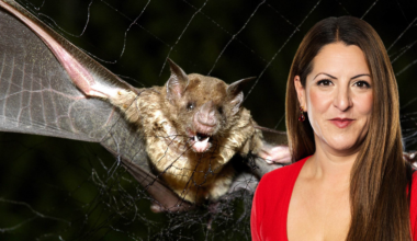 Fågelinfluensan sprids i Europa – viktigt att hålla koll - Expressen