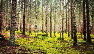 Felöversättning hotar Sveriges livsmedelsförsörjning – Smålandsposten