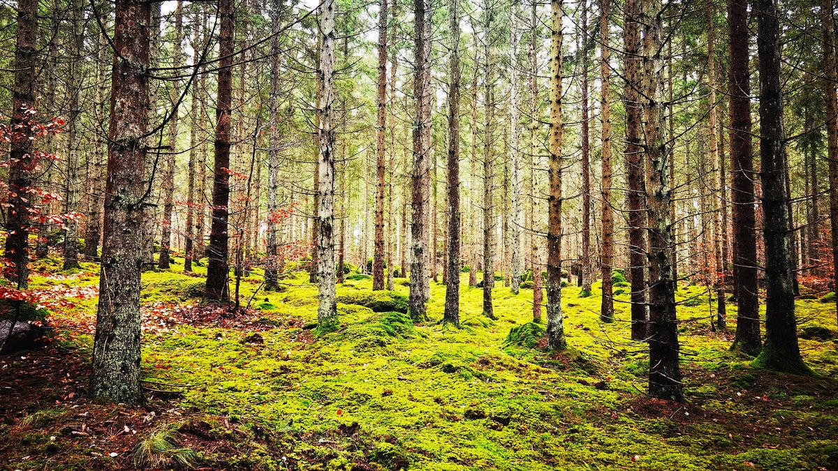 Felöversättning hotar Sveriges livsmedelsförsörjning – Smålandsposten