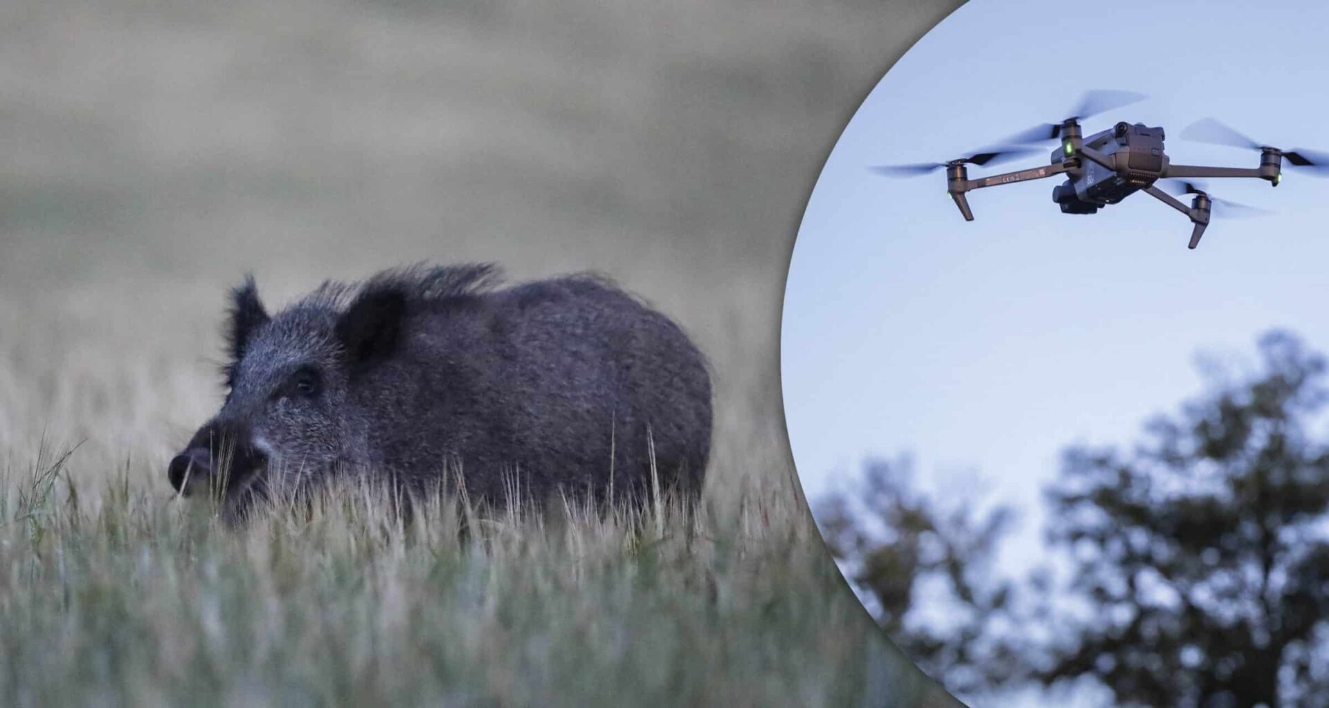 Viltskador mäts med drönare och AI: ”Objektiv och mätbar metod”