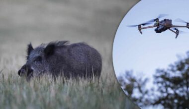 Viltskador mäts med drönare och AI: ”Objektiv och mätbar metod”