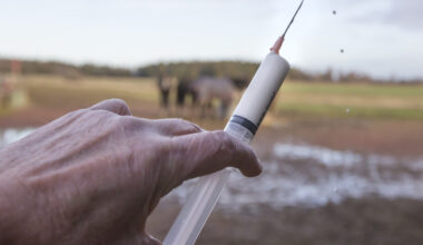 SVA: "Bättre att förebygga än att behandla"