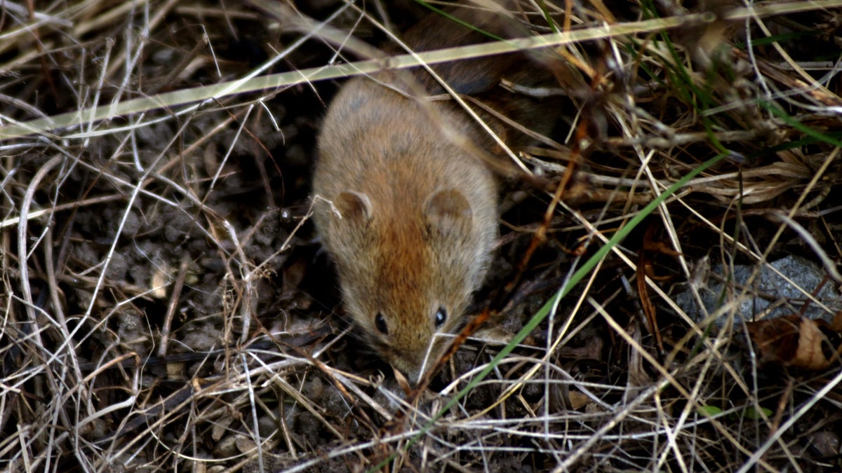 Varningen: Risk för sorkfeber bland människor – så skyddar du dig - Skånska Dagbladet