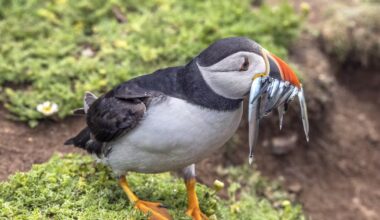 Lunnefåglar återvänder till ö efter 25 år – Natursidan