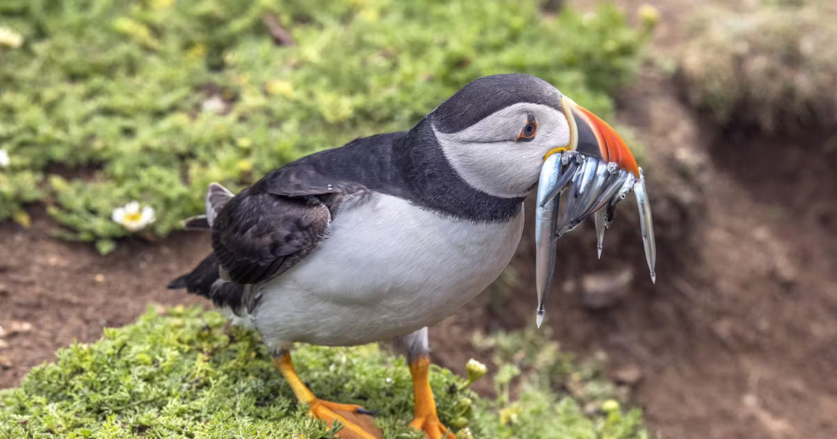 Lunnefåglar återvänder till ö efter 25 år – Natursidan