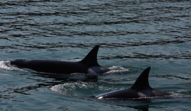 Späckhuggare har utvecklat metod för att jaga vithajar – Natursidan