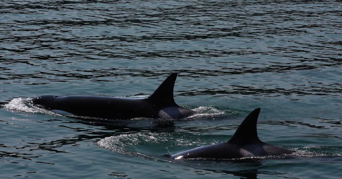 Späckhuggare har utvecklat metod för att jaga vithajar – Natursidan