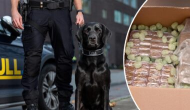 Sexåringen Fanny hittade kilovis med narkotika