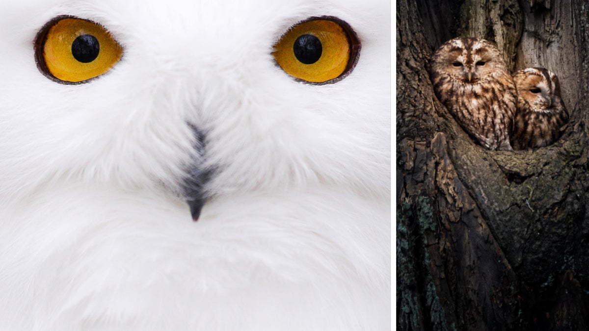 KRÖNIKA: Vi har förlorat ett av de coolaste och häftigaste djuren på jorden - Norrtelje Tidning