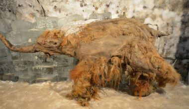 Ny metod ger ledtrådar om mammutens dödsögonblick