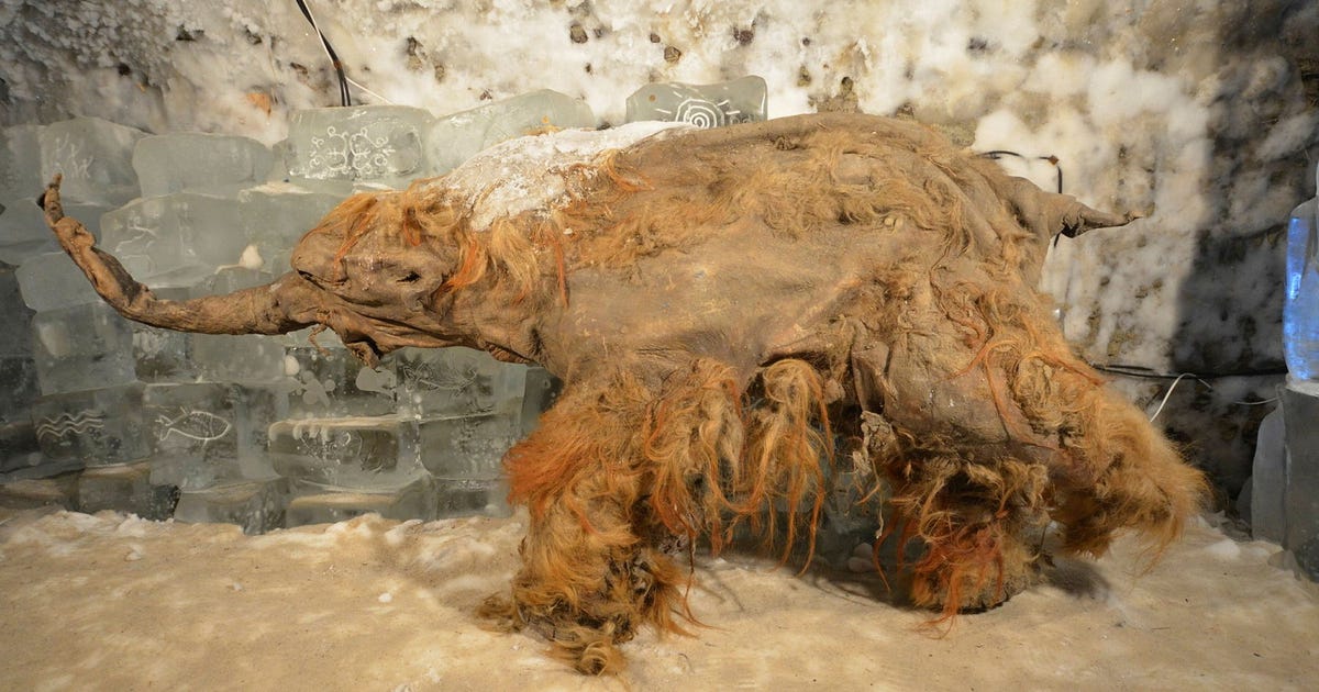 Ny metod ger ledtrådar om mammutens dödsögonblick