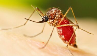 Myggsmitta sprider sig i Europa – fall i Berlin