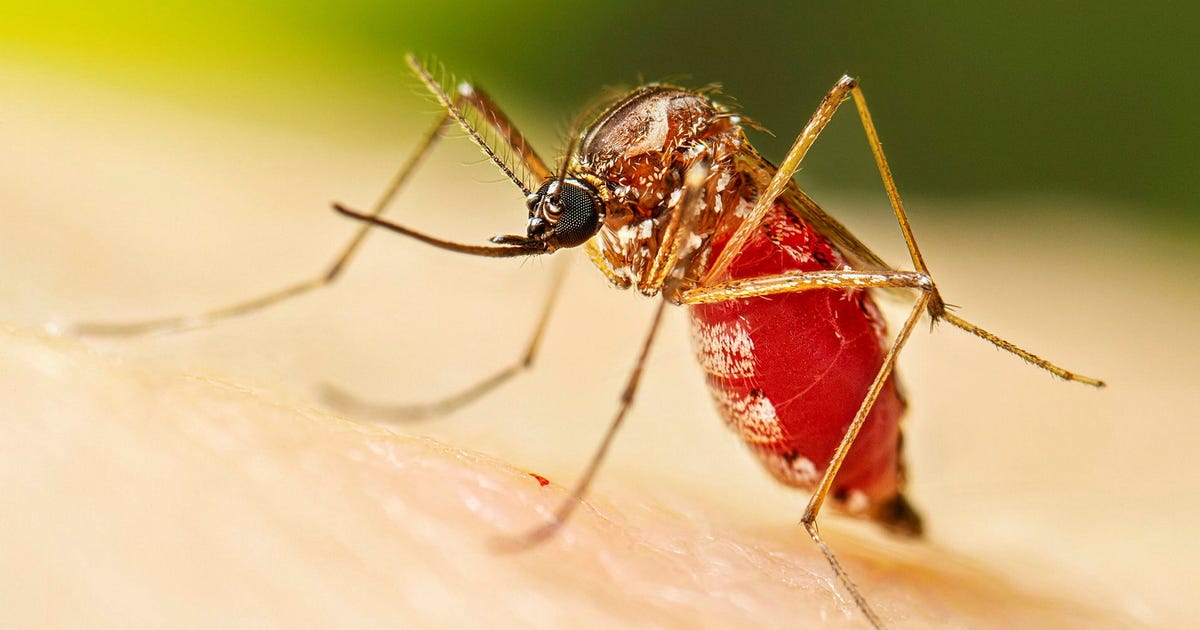 Myggsmitta sprider sig i Europa – fall i Berlin