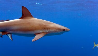 Dödlig hajattack kan ha fångats på film