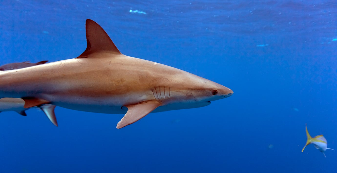 Dödlig hajattack kan ha fångats på film