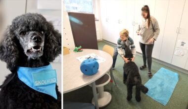 Skolhunden Lyssa gör lärandet lättare – Ystads Allehanda