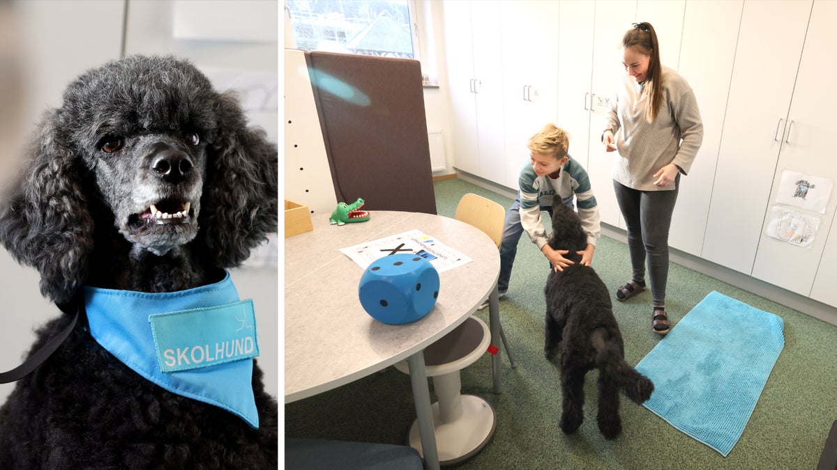 Skolhunden Lyssa gör lärandet lättare – Ystads Allehanda