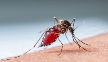 Myggburna West Nile-viruset sprider sig norrut – har upptäckts i Berlin