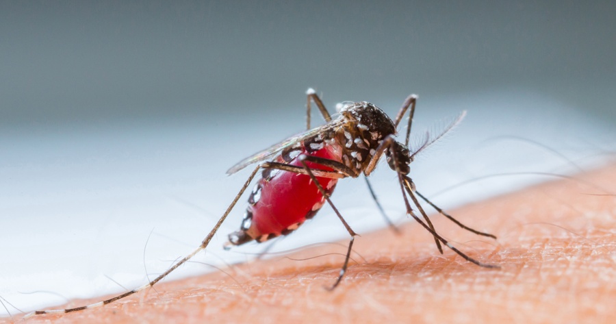 Myggburna West Nile-viruset sprider sig norrut – har upptäckts i Berlin