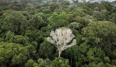 Svenskars kaffe bidrar till Amazonas avskogning