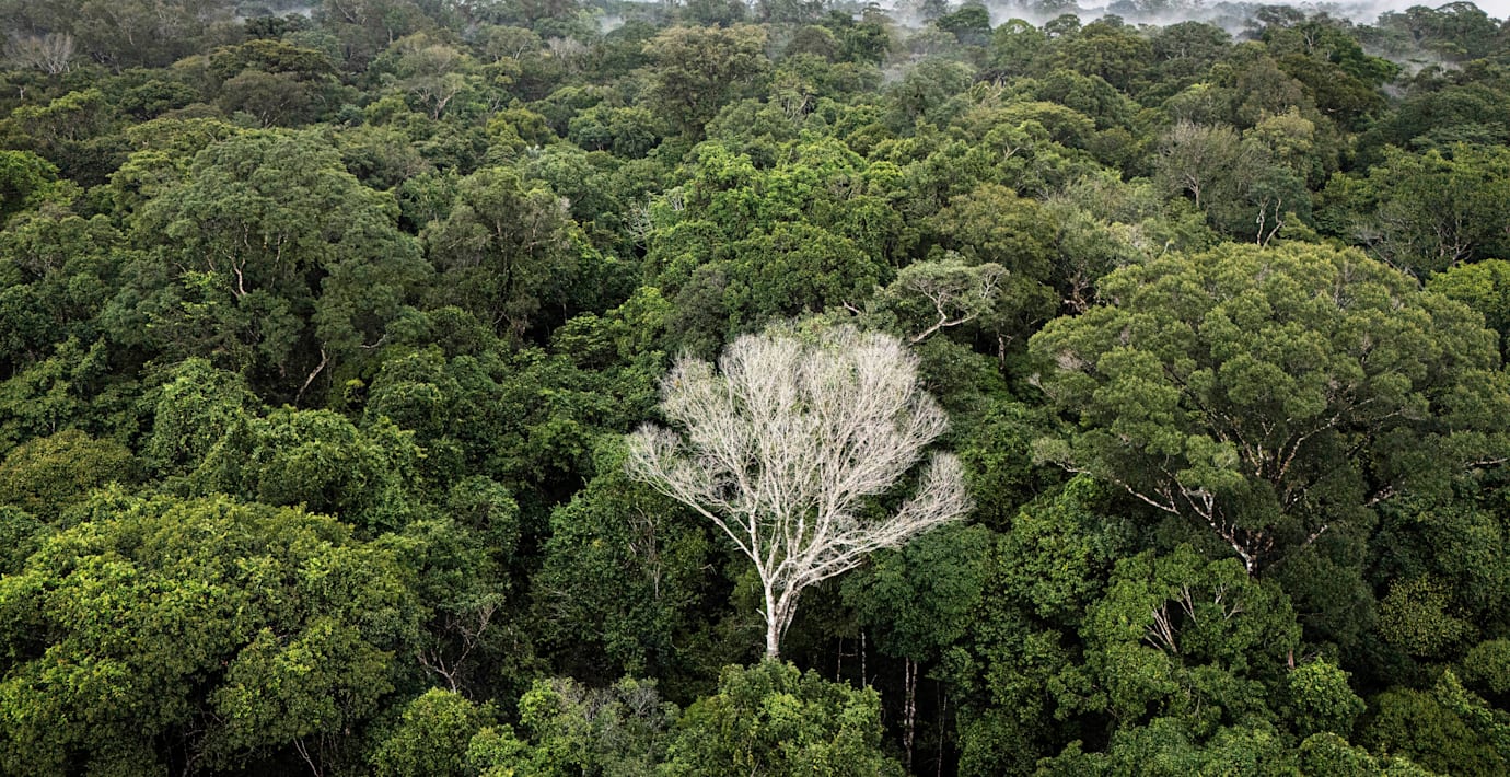 Svenskars kaffe bidrar till Amazonas avskogning