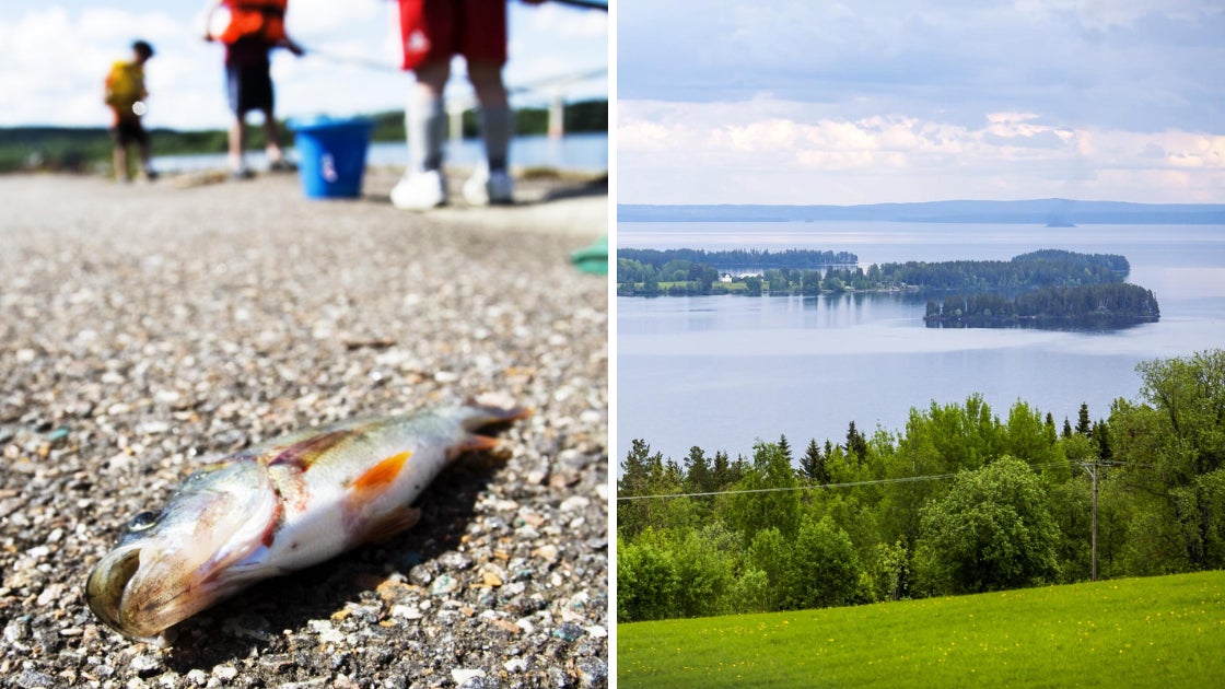 Så syns spåren efter Tjernobyl i länets sjöar - Östersunds-Posten